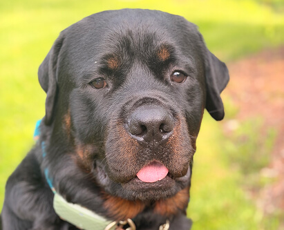 Cody, the Mansfield Services Chief Good Boy